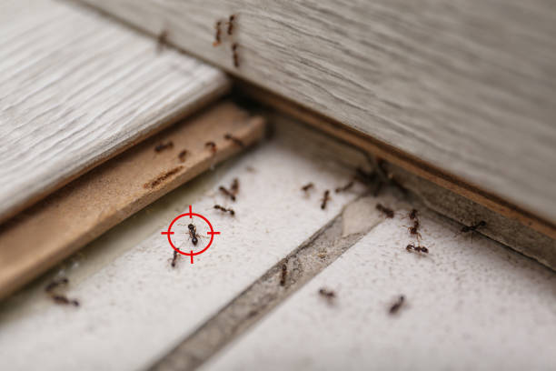 Reliable Monroe Manor, NJ Pest Control Solutions